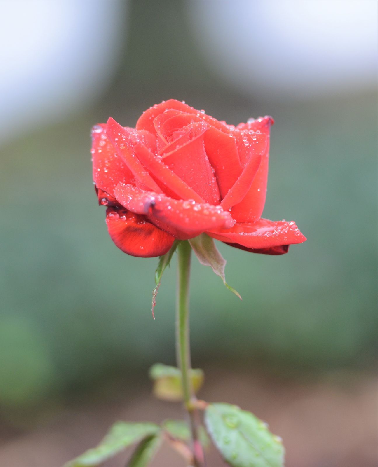 Flowers 3.jpg